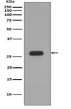 Prohibitin Antibody