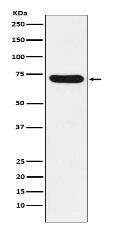 NOXA2/p67phox Antibody