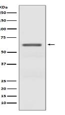 Phospho-AMPK alpha (T172) Antibody