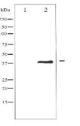 Phospho-AurB (Thr232) AntibodyC