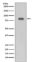 Phospho-HSF1 (S326) Antibody