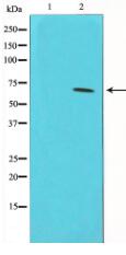 Phospho-CDC25A(Ser75) Antibody