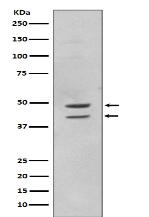 Phospho-JNK1/2/3 (T183+T183+T221) Antibody