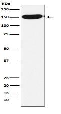 CPS1 Antibody