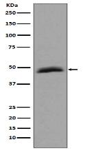 Aurora A Antibody