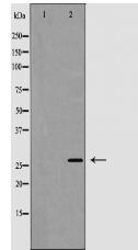 Phospho-Caspase 1 (Ser376) Antibody