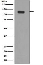 Integrin alpha 6 Antibody