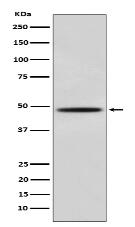 MyoD Antibody