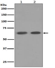 AMPK alpha 1 Antibody