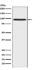 Gephyrin Antibody