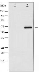 Phospho-CDC25A (Ser124) Antibody