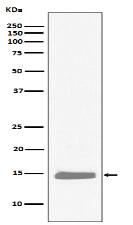 Hemoglobin subunit alpha Antibody