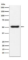 OLFM4 Antibody