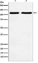 Nesprin 1 Antibody