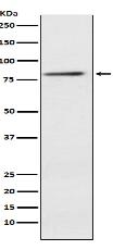 ELMO1 Antibody