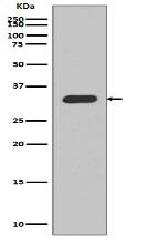 p27 KIP 1 Antibody