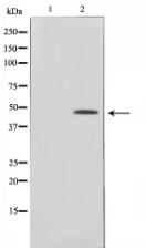 Phospho-c-Jun (Ser243) Antibody