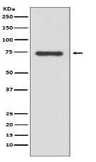 Moesin Antibody