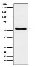 KAT8 / MYST1 / MOF Antibody