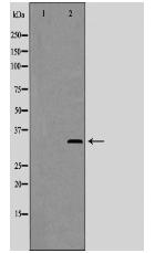 Phospho-Cyclin C (Ser275) Antibody