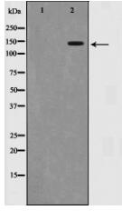 SMC1 Antibody