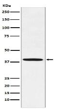 Fbx32 Antibody