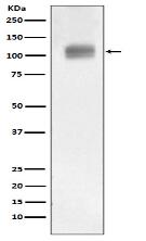 ATG9A Antibody