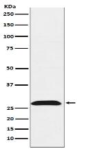 RhoGDI Antibody