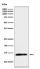 TCL1 Antibody
