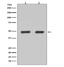 Flotillin 2 Antibody