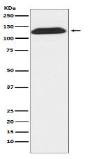 DNA Ligase I Antibody