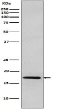DNAJC15 Antibody