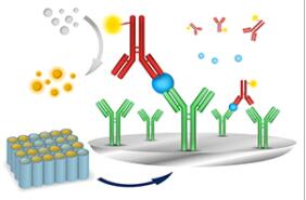 ARID1A Antibody