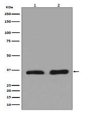 Lactate Dehydrogenase Antibody