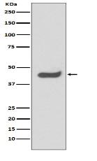 SOX1 Antibody