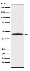 PEDF Antibody