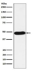 Napsin A Antibody