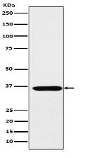 SMN1 Antibody