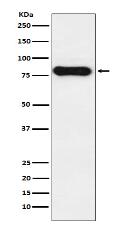 IGHD Antibody