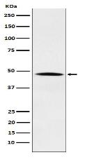 Nck Antibody