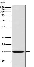 Galectin 7 Antibody