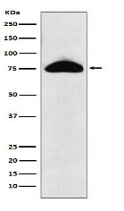CD66b Antibody