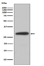 BDNF Antibody
