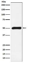 FKBP51 Antibody