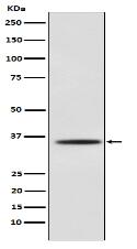 Myogenin Antibody