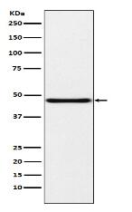 NPHS2 Antibody