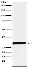 Annexin IV Antibody