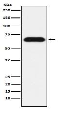 Nucleostemin Antibody