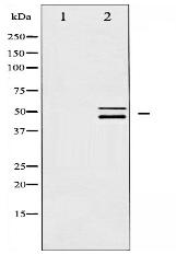 Shc Antibody