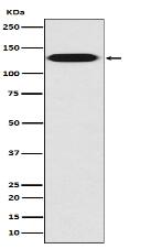 Myosin light chain kinase Antibody
